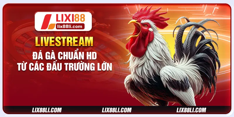 Livestream đá gà chuẩn HD từ các đấu trường lớn
